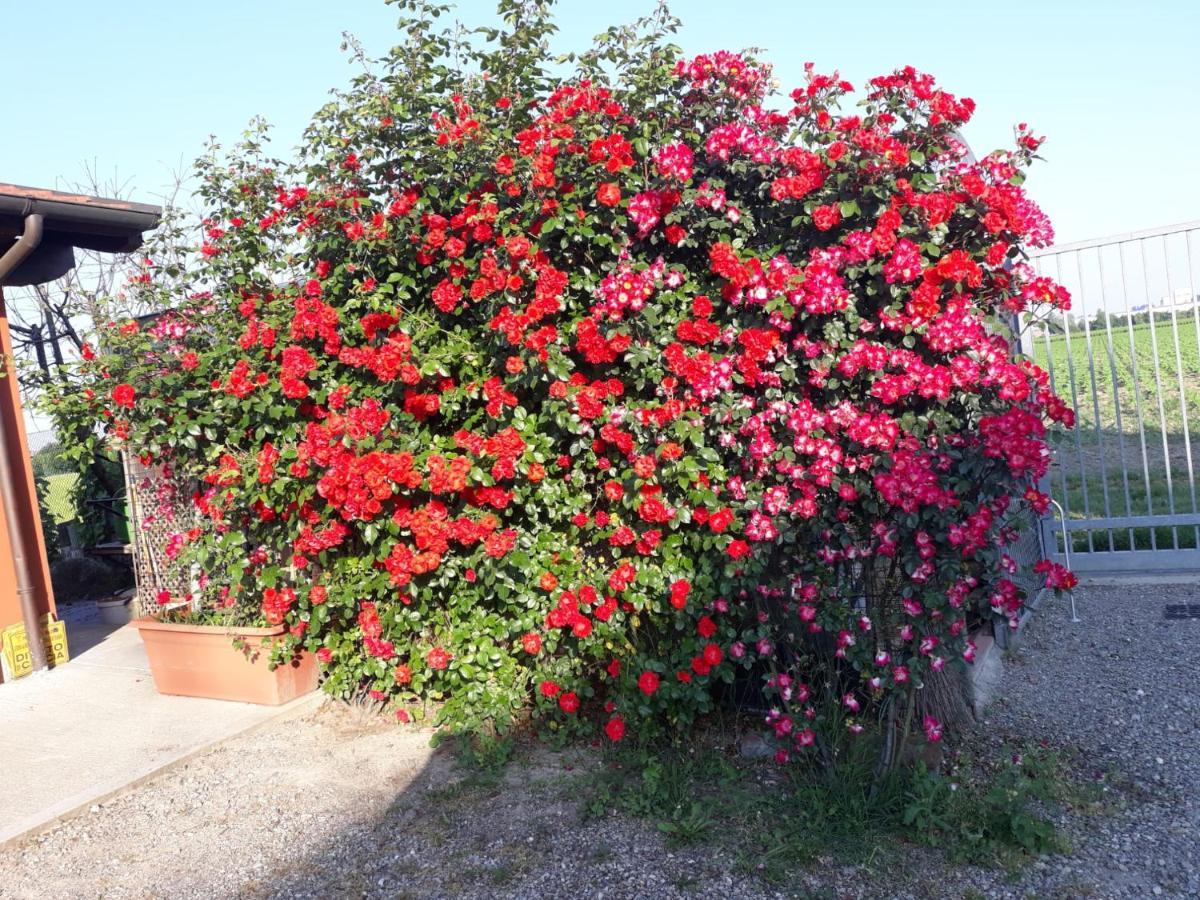 Al Sit Ed Marino Bed & Breakfast Castel Maggiore Dış mekan fotoğraf
